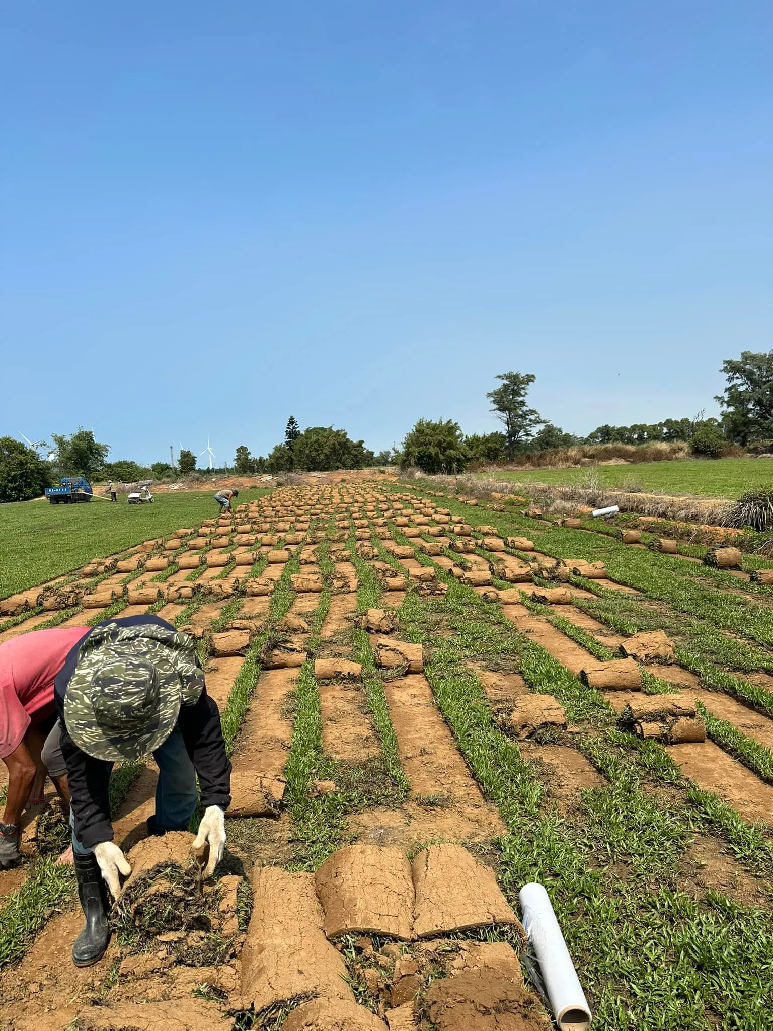 工作人員鋪設巴西地毯草皮