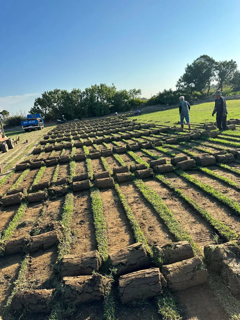 草皮鋪植施工現場
