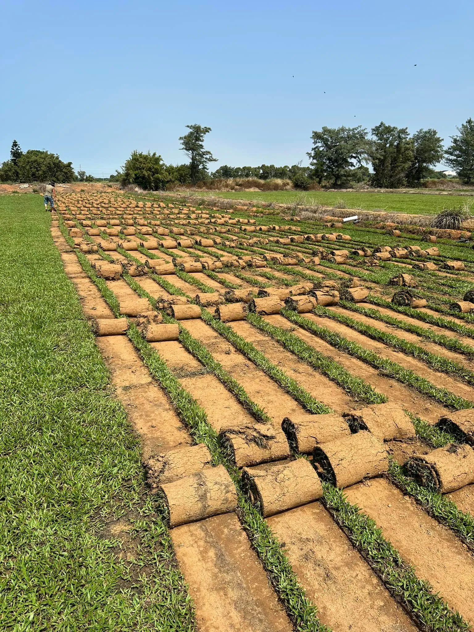 大面積草皮鋪設整齊排列