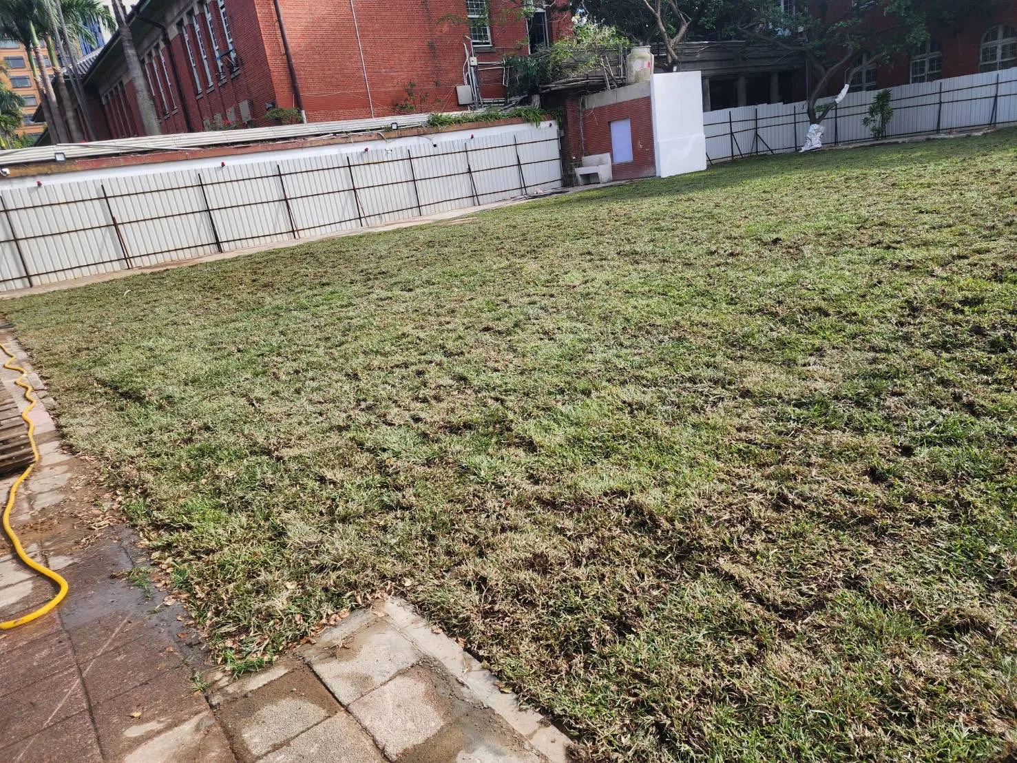 臺北醫院草皮鋪設初期成長