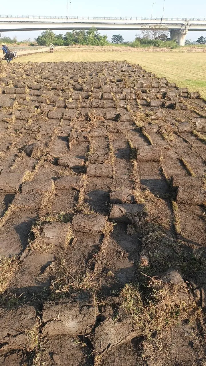 公園草皮捲材鋪設進行中