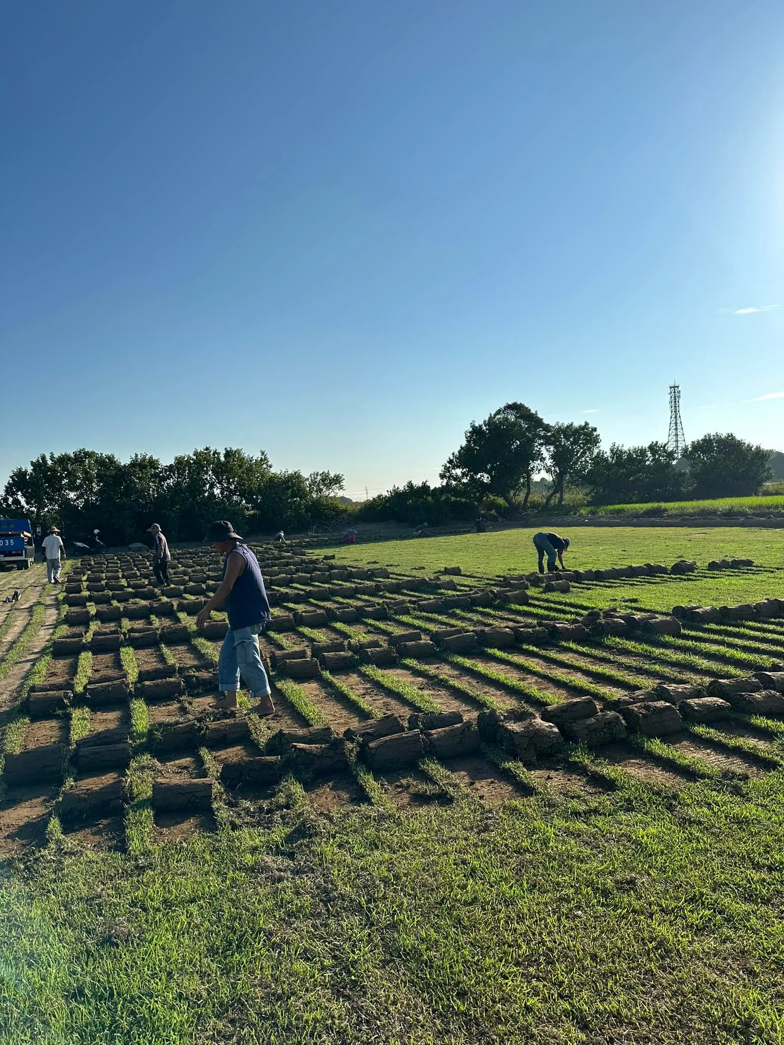 別墅草皮施工現場工人鋪草