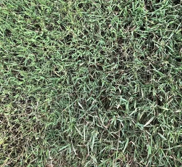 百慕達草草皮近拍，耐踩踏回復力強