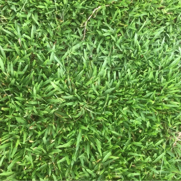 巴西地毯草草皮近拍，質感均勻