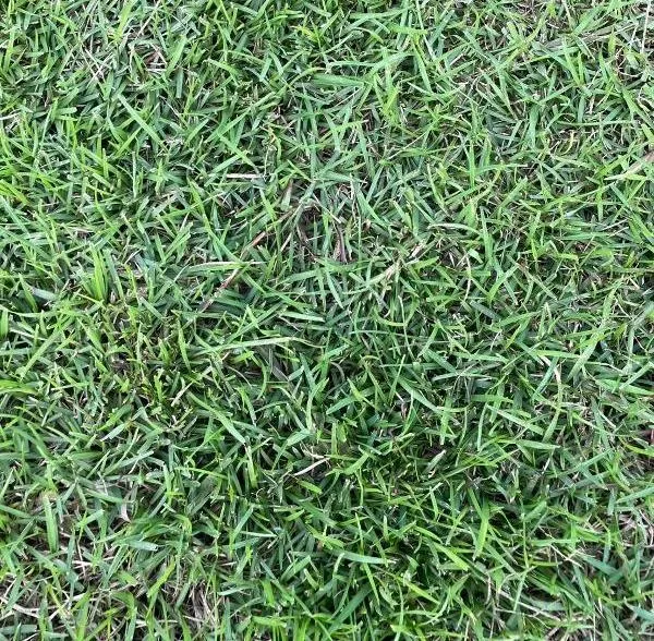 假儉草草皮特寫