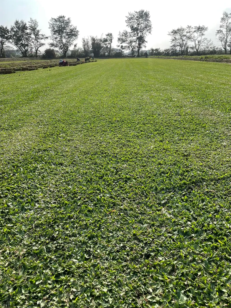 景觀工程後 — 整片翠綠草坪完工