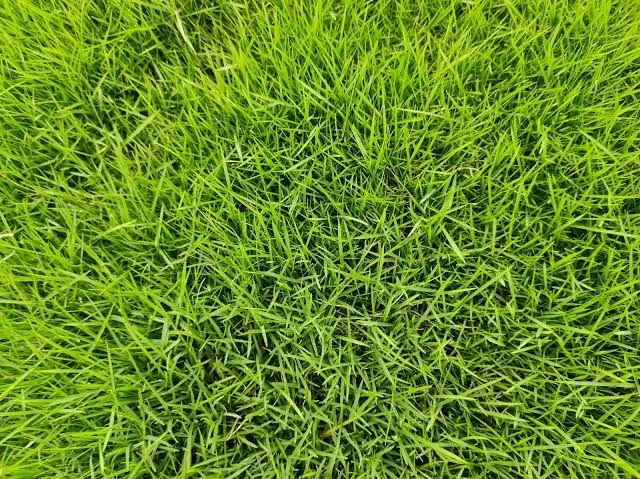 台北草