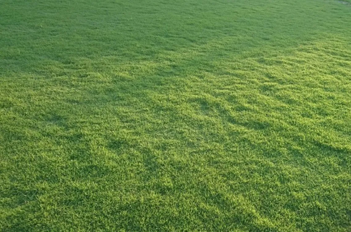 台北草草皮特寫