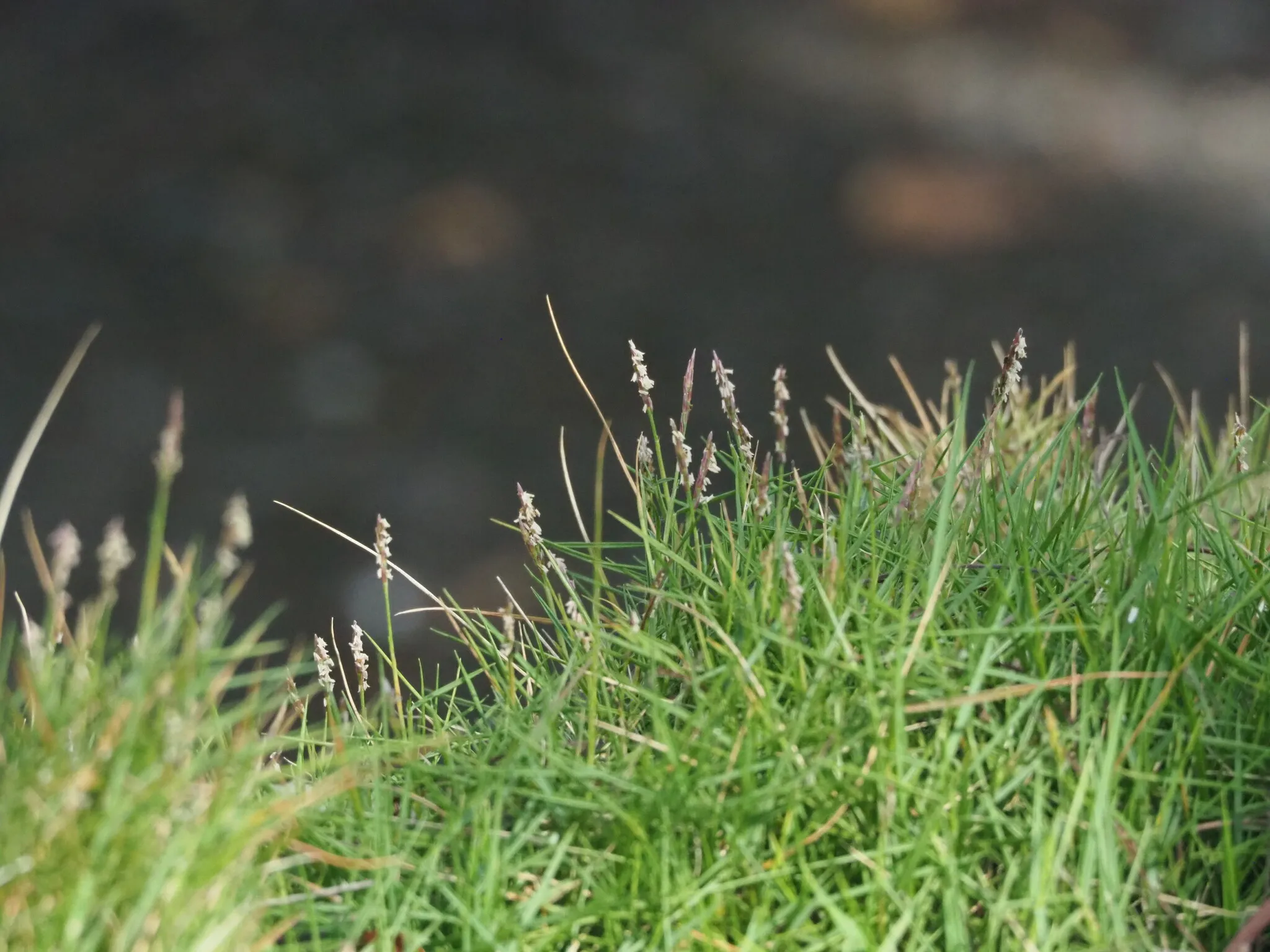 類地毯草草皮特寫