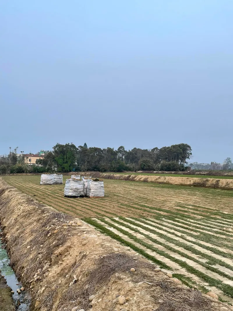 草皮培植場實景